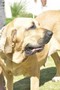 Matriz - Fila Brasileiro Dourado - Canil Singular - Gipsy